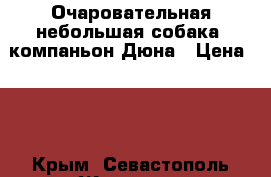 Очаровательная небольшая собака- компаньон Дюна › Цена ­ 1 - Крым, Севастополь Животные и растения » Отдам бесплатно   . Крым,Севастополь